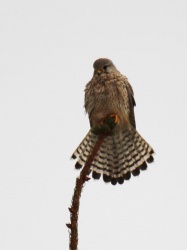 Pustułka zwyczajna, pustułka, sokół pustułka (Falco tinnunculus)